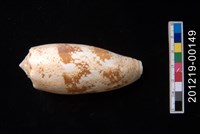 藏品(殺手芋螺)的圖片