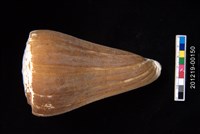 藏品(密碼芋螺)的圖片