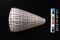 藏品(字碼芋螺)的圖片