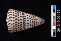 藏品(字碼芋螺)的圖片