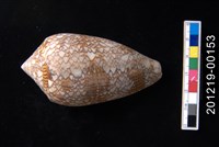 藏品(織錦芋螺)的圖片