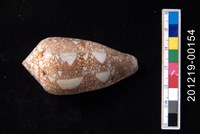 藏品(織錦芋螺)的圖片