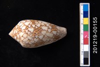 藏品(織錦芋螺)的圖片