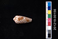 藏品(金翎芋螺)的圖片