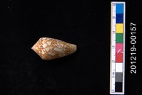 藏品(織錦芋螺)的圖片