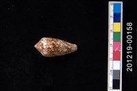 藏品(織錦芋螺)的圖片