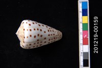 藏品(黑星芋螺)的圖片