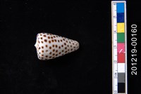 藏品(黑星芋螺)的圖片