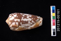 藏品(細線芋螺)的圖片