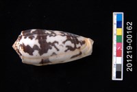 藏品(細線芋螺)的圖片