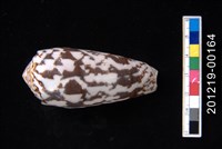 藏品(細線芋螺)的圖片