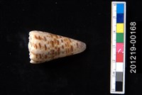 藏品(帝王芋螺)的圖片