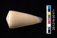 藏品(玉女芋螺)的圖片