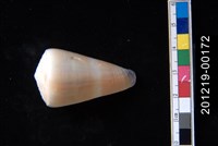 藏品(玉女芋螺)的圖片