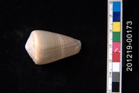 藏品(玉女芋螺)的圖片