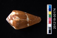 藏品(貓芋螺)的圖片