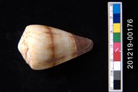 藏品(柳絲芋螺)的圖片