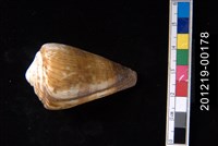 藏品(柳絲芋螺)的圖片