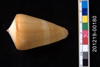 藏品(蠟黃芋螺)的圖片