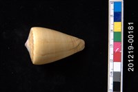 藏品(蠟黃芋螺)的圖片