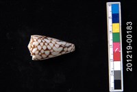 藏品(大理石芋螺)的圖片