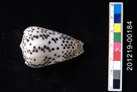 藏品(芝麻芋螺)的圖片