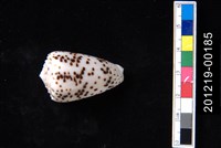 藏品(芝麻芋螺)的圖片