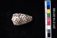 藏品(芝麻芋螺)的圖片