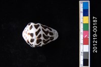 藏品(斑芋螺)的圖片