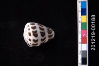 藏品(斑芋螺)的圖片