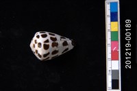 藏品(斑芋螺)的圖片