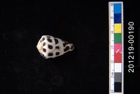 藏品(斑芋螺)的圖片