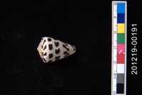 藏品(斑芋螺)的圖片