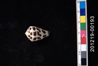 藏品(斑芋螺)的圖片