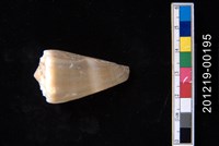 藏品(晚霞芋螺)的圖片