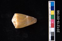 藏品(晚霞芋螺)的圖片