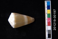 藏品(紫端芋螺)的圖片