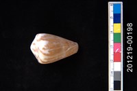 藏品(鼠芋螺)的圖片