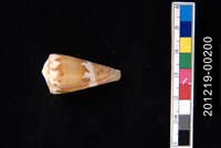 藏品(玉帶芋螺)的圖片