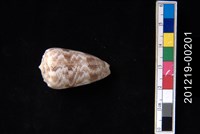 藏品(紋身芋螺)的圖片