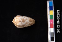 藏品(紋身芋螺)的圖片