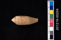 藏品(飛彈芋螺)的圖片