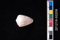 藏品(百萬芋螺 (暫定))的圖片