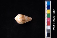 藏品(面紗芋螺)的圖片