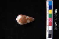 藏品(鉛色芋螺)的圖片