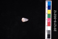 藏品(樂譜芋螺)的圖片