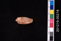 藏品(芋螺)的圖片