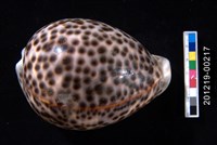 藏品(黑星寶螺)的圖片