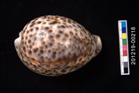 藏品(黑星寶螺)的圖片