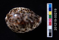 藏品(黑星寶螺)的圖片